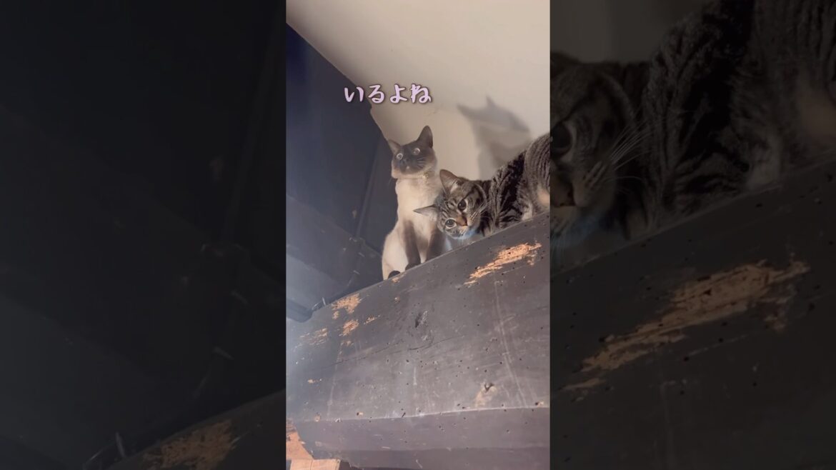 小さな虫さんに夢中な猫達 #cat #シャムミックス #保護猫