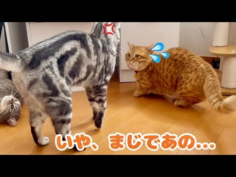 【猫の喧嘩】姉弟喧嘩を止めに入ったぽちゃくんが大ピンチ!? #猫 #マンチカン 【猫の喧嘩】姉弟喧嘩を止めに入ったぽちゃくんが大ピンチ!? #猫 #マンチカン