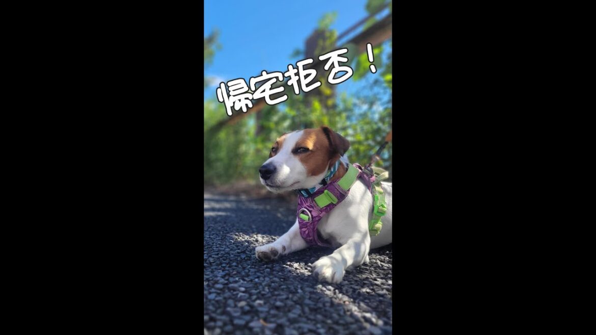 【帰宅拒否犬】秋空散歩編 #ジャックラッセルテリア🐶 #shorts 【帰宅拒否犬】秋空散歩編 #ジャックラッセルテリア🐶 #shorts