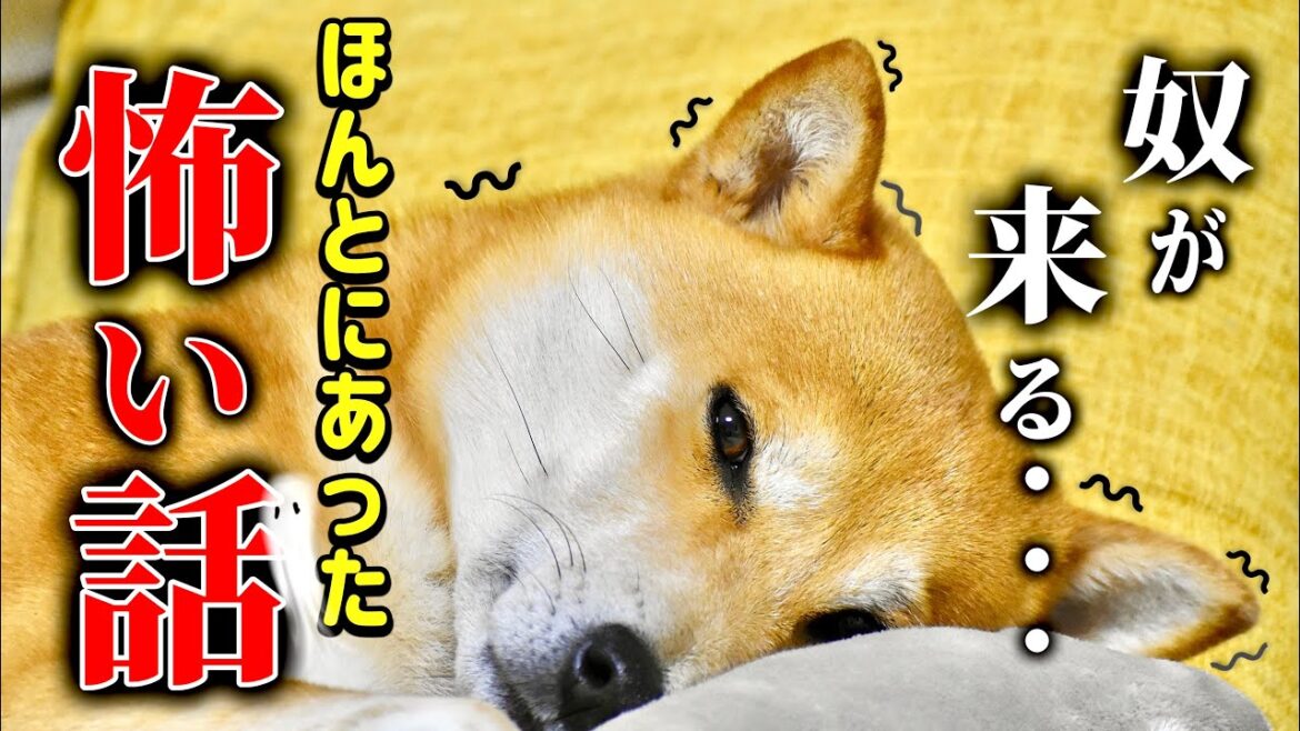 恐怖のアレが近づいてきた！！柴犬こむぎが年に１度の男の見せ所を迎えます！【あるじのステップ】