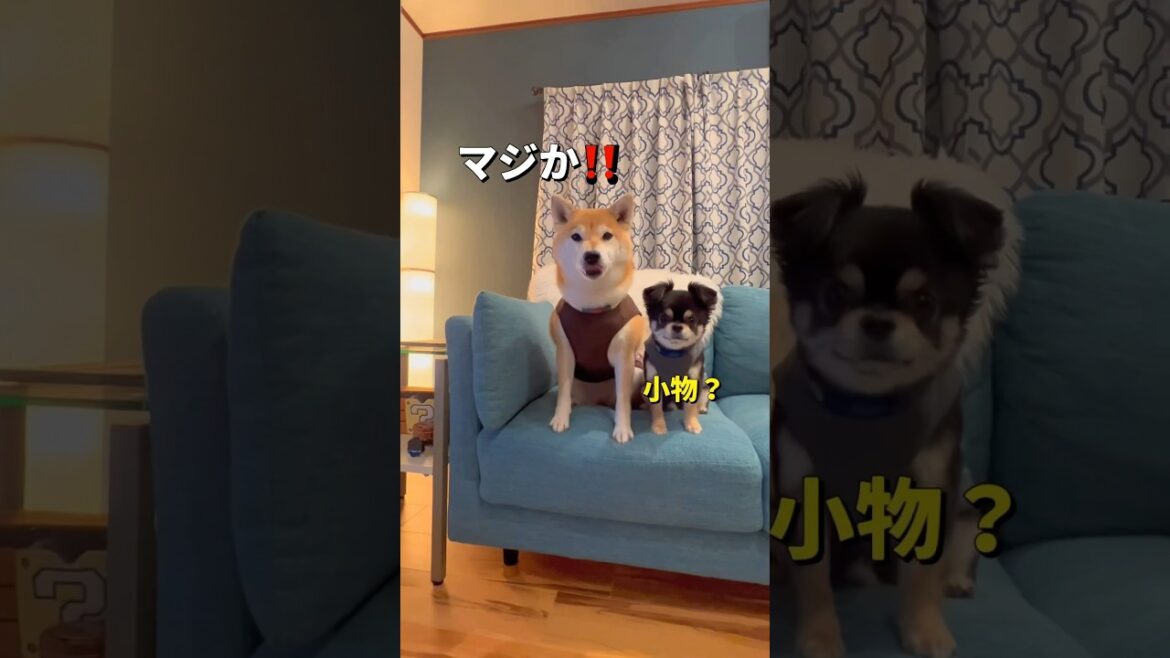 お揃いコーデ🐶❤️#柴犬 #チワワ #shorts