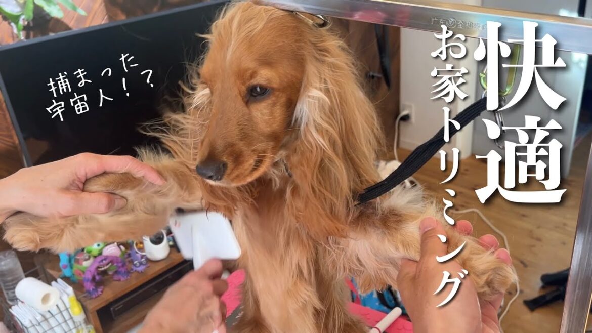 【家・デッキ偏#44】お家トリミング　  イングリッシュコッカースパニエル「みみ」 の気持ち