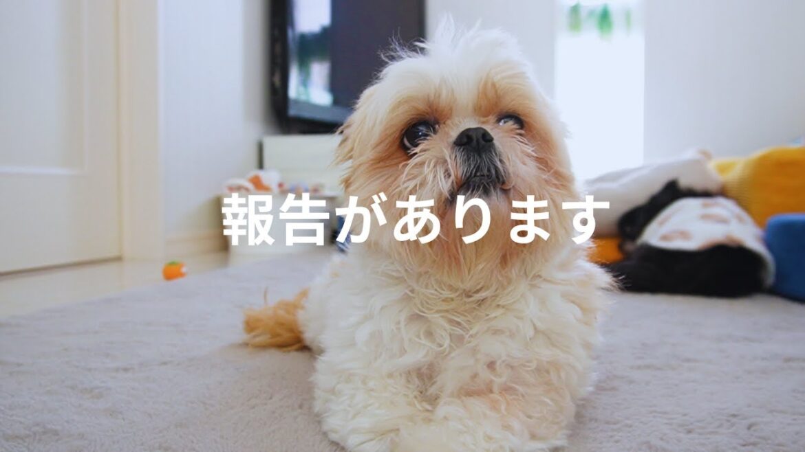 【悲しいお知らせ】いつも応援して下さっている皆様へ。悟空のことでお伝えしたいことがあります~多頭飼い~チワワ シーズー ミニチュアピンシャー トイプードル 【悲しいお知らせ】いつも応援して下さっている皆様へ。悟空のことでお伝えしたいことがあります~多頭飼い~チワワ シーズー ミニチュアピンシャー トイプードル