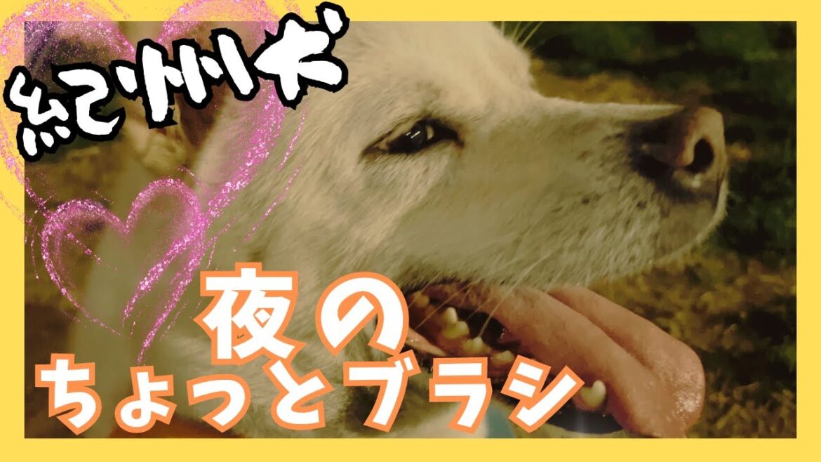 紀州犬キッシュも換毛期始まってます 紀州犬キッシュも換毛期始まってます