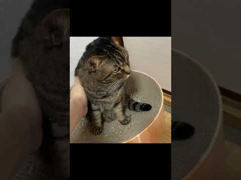 凶暴猫の乳首を触ってしまった結果… 凶暴猫の乳首を触ってしまった結果...