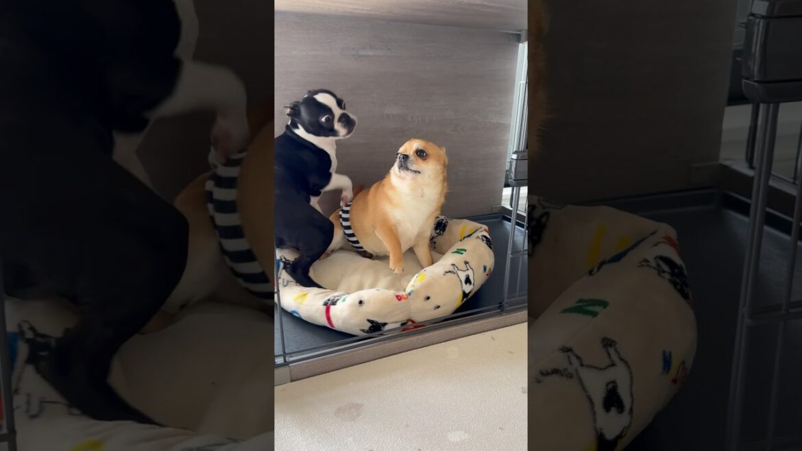 【#ボストンテリア】世界一遊びのお誘いが下手な犬🙄