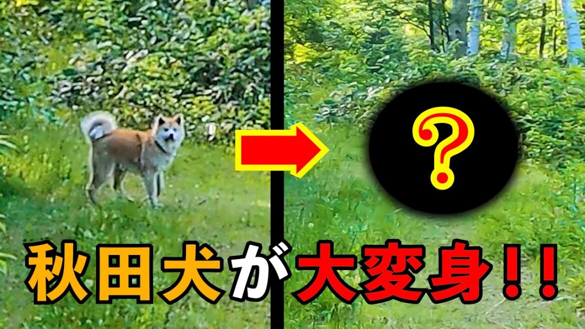 『変身する秋田犬』秋田犬の芸を披露します★びしゃもん日記★秋田犬の成長の記録【2021年6月11日】