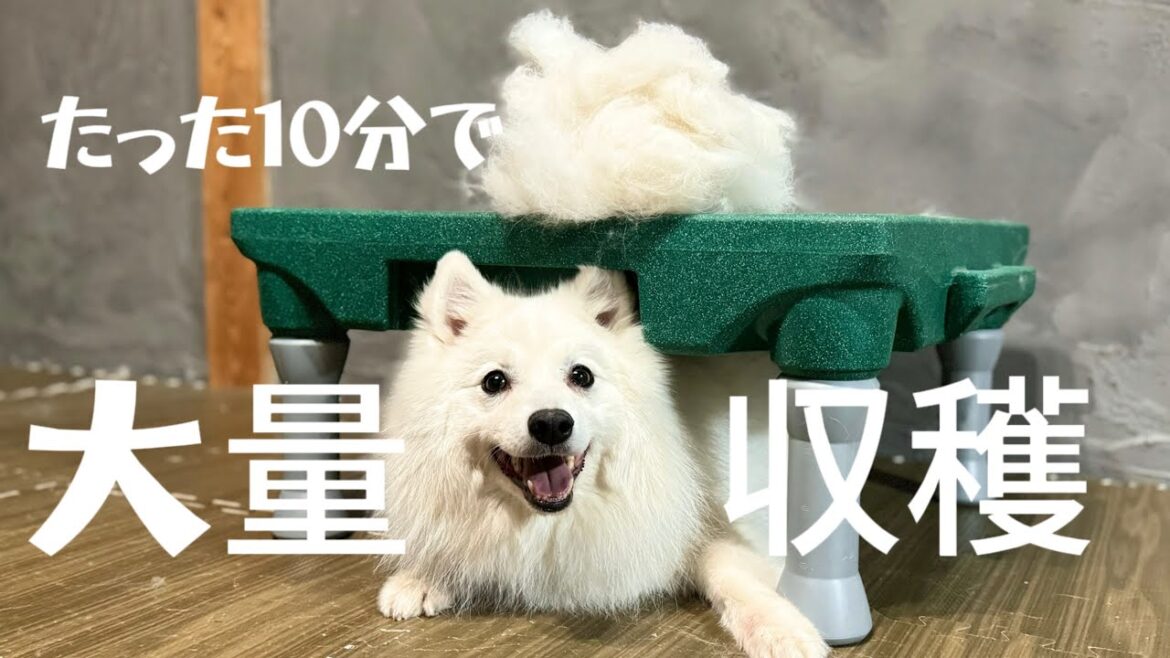 冬毛の日本スピッツぽぽさんをブラッシングしたらこうなりました