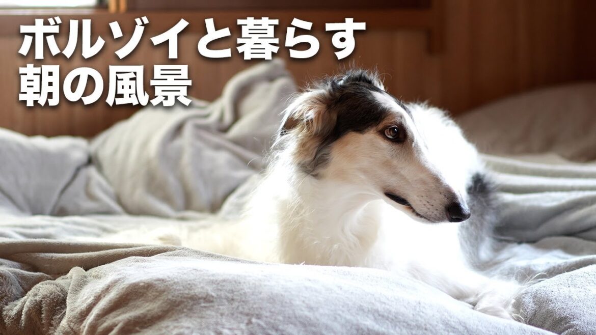 【モーニングルーティン】ボルゾイと一緒に過ごす朝。