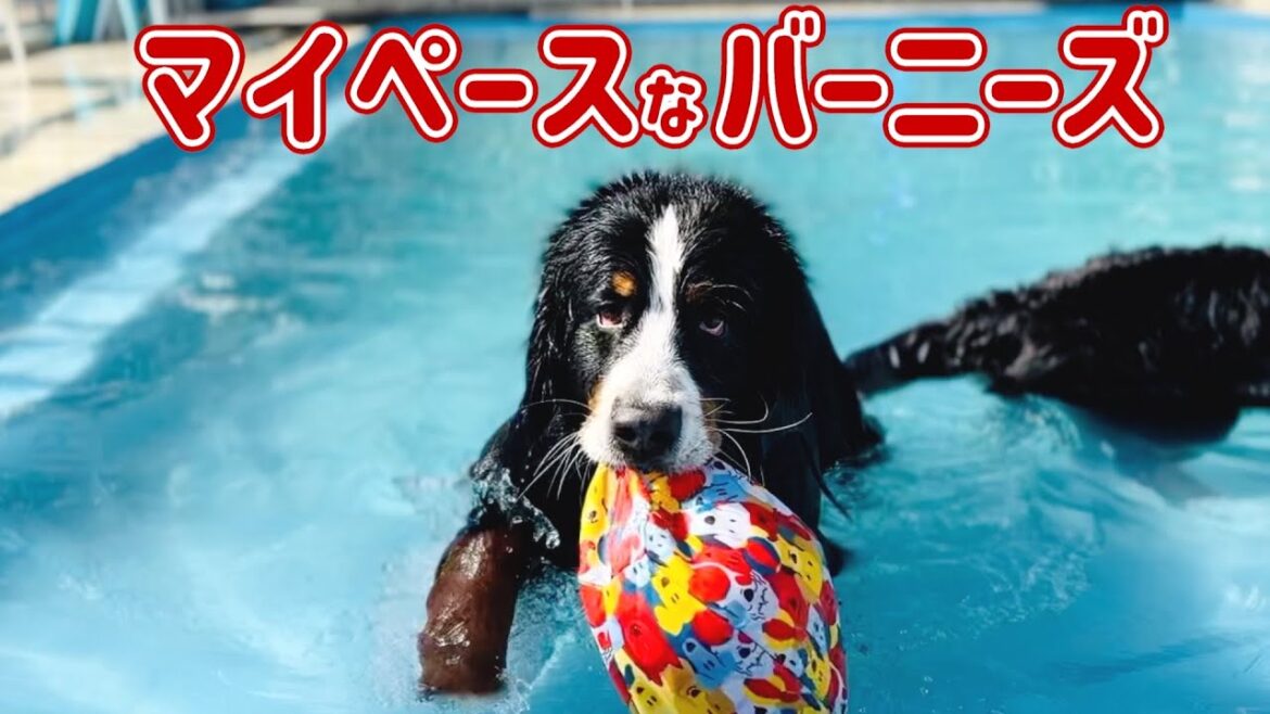 ラブラドールレトリーバーとドッグプールで一緒に遊ぶバーニーズマウンテンドッグ ラブラドールレトリーバーとドッグプールで一緒に遊ぶバーニーズマウンテンドッグ