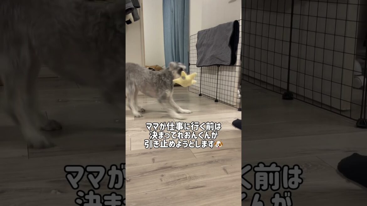 【れおぱおチャンネル】我が家で毎朝見かける光景🐶　#愛犬　#多頭飼い　#シュナウザー　#れおぱおチャンネル　#dog