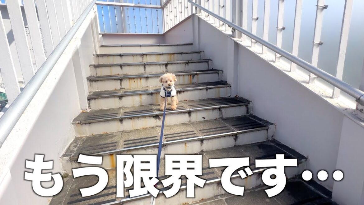 階段にビビりすぎて降りれなくなった極小トイプードルの末路がこちら...