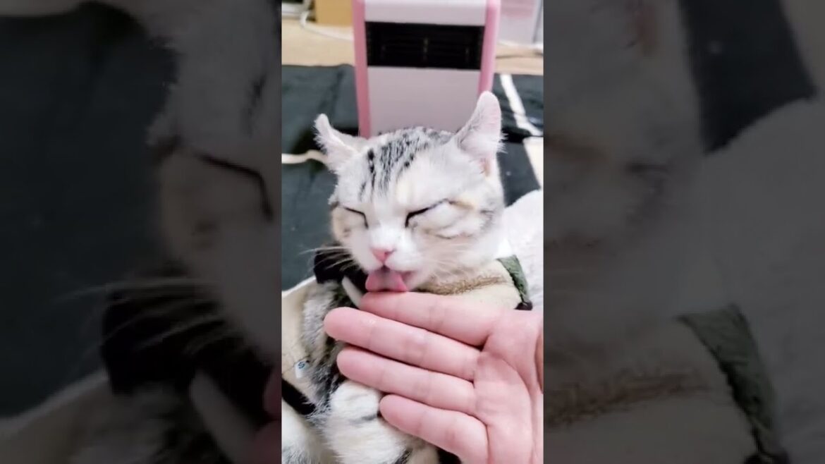 [子猫] ママの手をペロペロしてる子猫は可愛すぎです  #S18