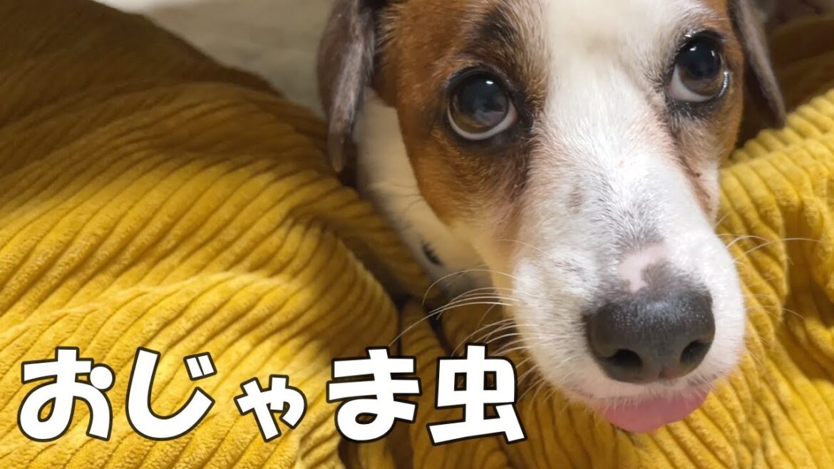 【困る】仕事中に現れたカワイイおじゃま虫に仕事が進みません