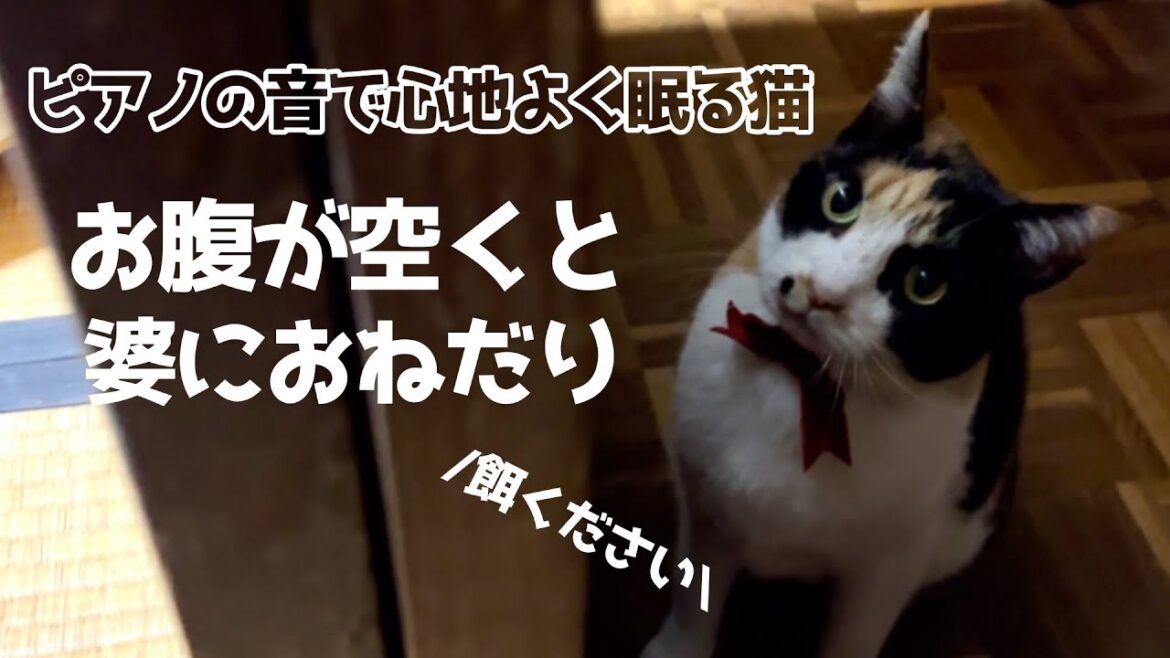 ピアノが心地よくて昼寝する猫、お腹が空いたら鳴いておねだりが可愛い