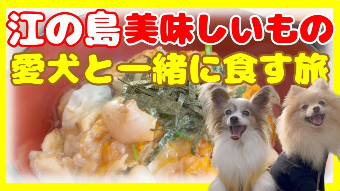 愛犬に優しい江の島🐶一緒に観光旅行に行ってきた 愛犬に優しい江の島🐶一緒に観光旅行に行ってきた