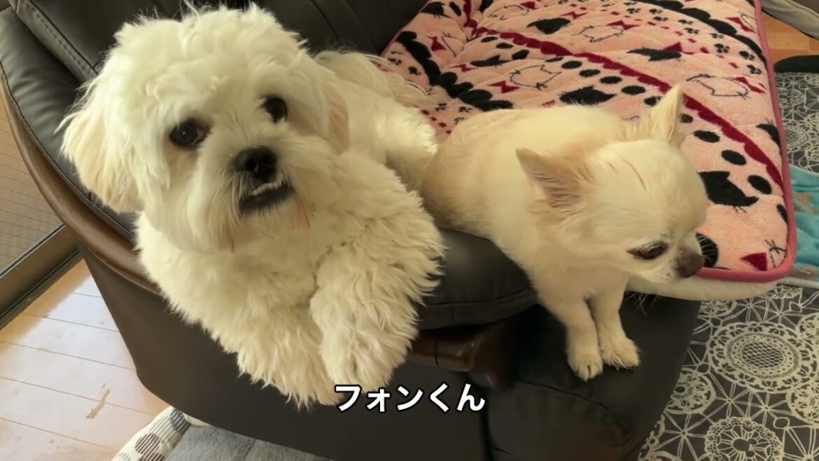 ＠癒やしワンコTV VOl.2
