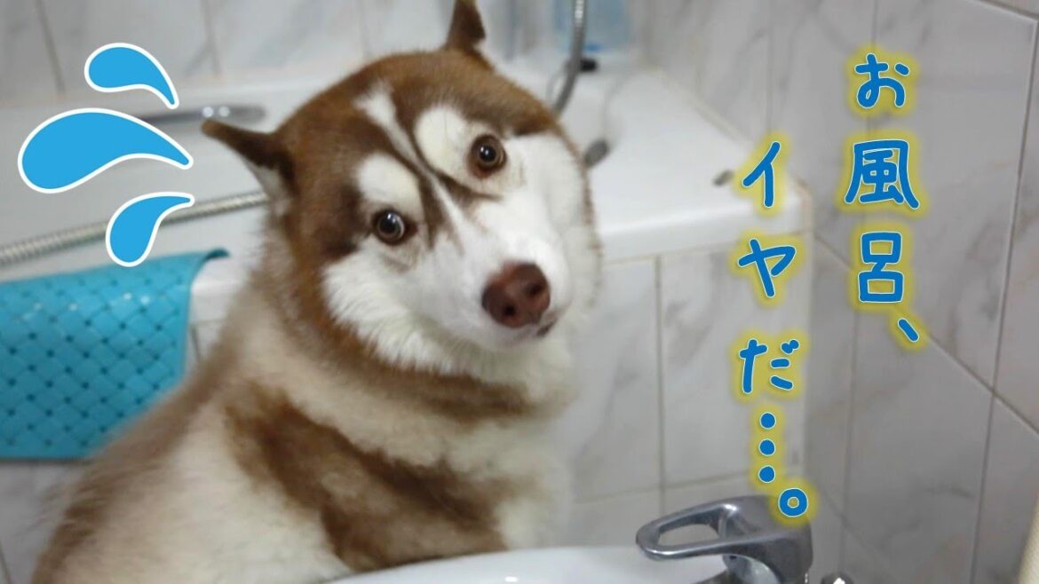 【28】インティくん、シャワーを浴びる。