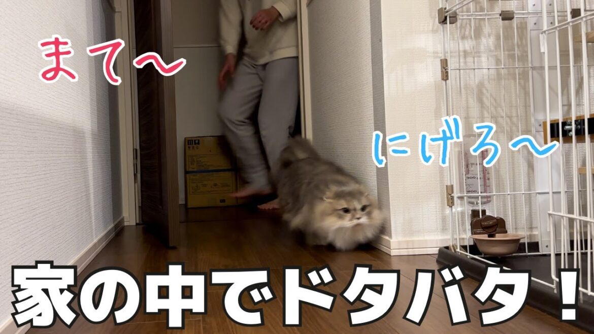 家でドタバタ！ママと追いかけっこする短足マンチカンのあずき！