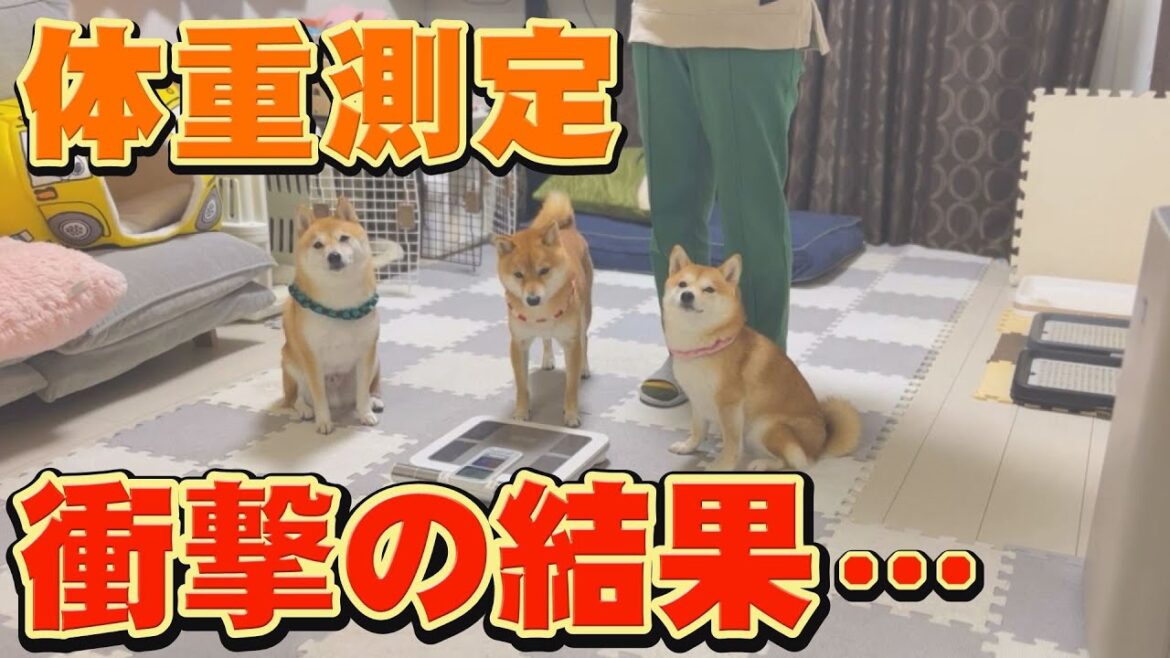 獣医師さんに、太り過ぎだと言われた弟柴犬の体重が・・・