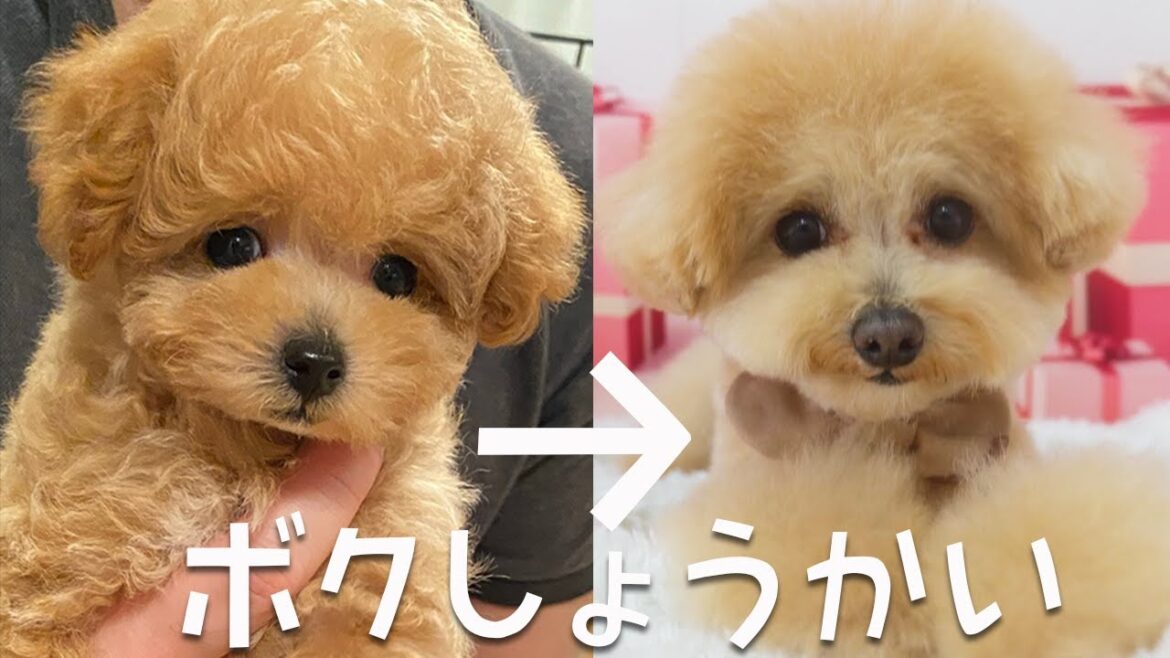 トイプードルが自己紹介したらたぶんこんな感じ