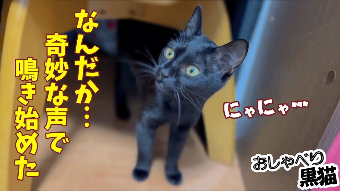 奇妙な声で鳴き始めた黒猫ちゃん。カーテンの向こうの誰かと会話してるのか? 奇妙な声で鳴き始めた黒猫ちゃん。カーテンの向こうの誰かと会話してるのか?