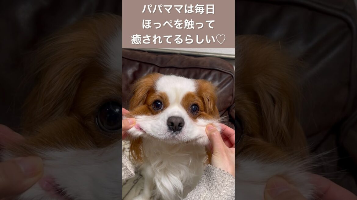 キャバリアキングチャールズスパニエルの魅力がわかる１分紹介【キャバリアるっちゃんver】#shorts