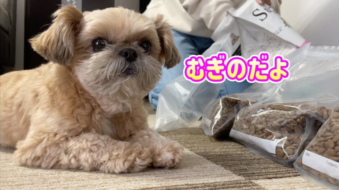 ドッグフードの入れ替え 今回もいっぱいゲットだぜ！ チワワ×シーズー