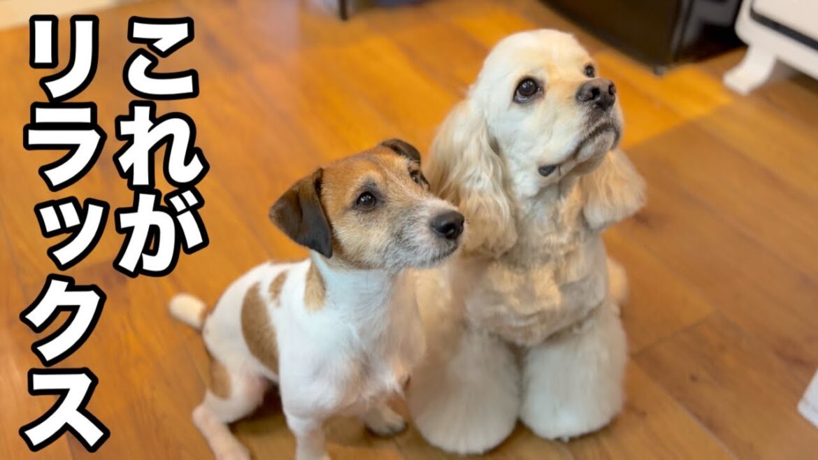 心からリラックスしてくれているアメリカンコッカースパニエルとジャックラッセルテリア♪（まるくん）（ぽちくん）