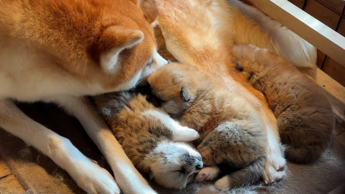 秋田犬の家族＃8　癒しの時間