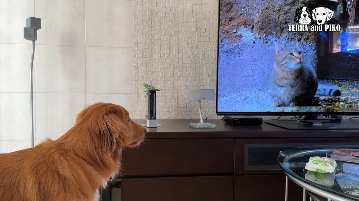 TVの猫が気になるピコだったり…ごはんを催促するテラだったり…おはぎを作ったり [だいたい週刊LOG] コイケルホンディエのテラとノヴァスコシアダックトーリングレトリバーのピコとの暮らし