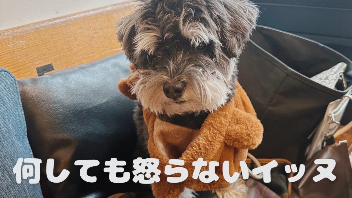 何しても怒らないミニチュアシュナウザーが怒った理由…