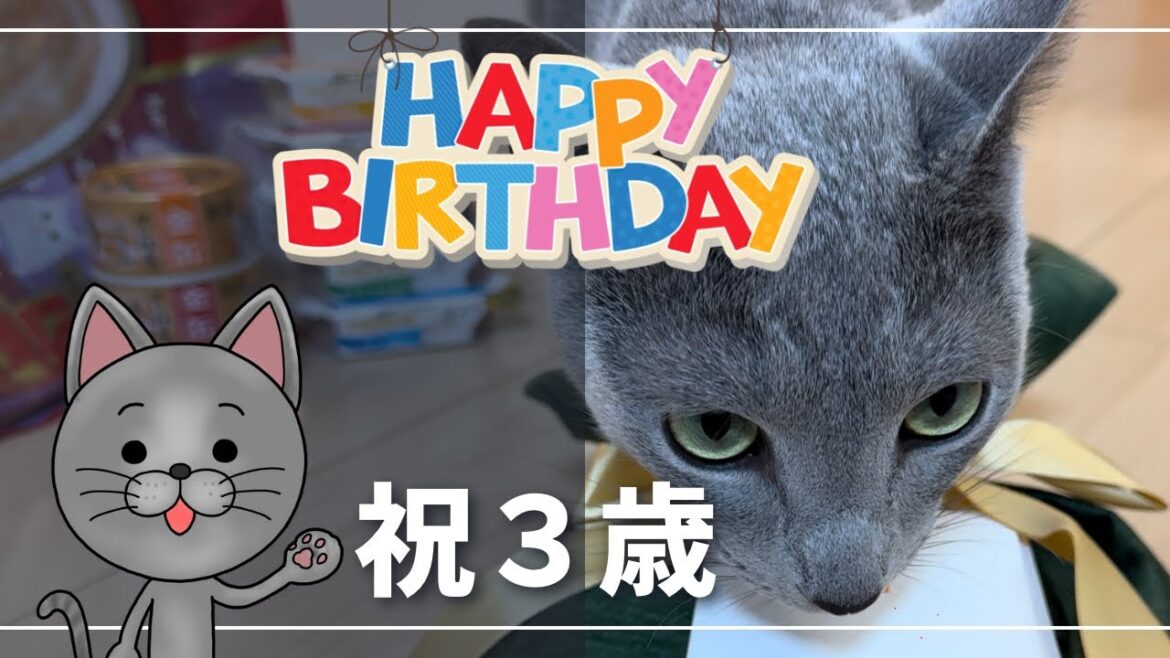 三歳の誕生日を大量オヤツとプレゼントで祝ってみました【ロシアンブルー】猫