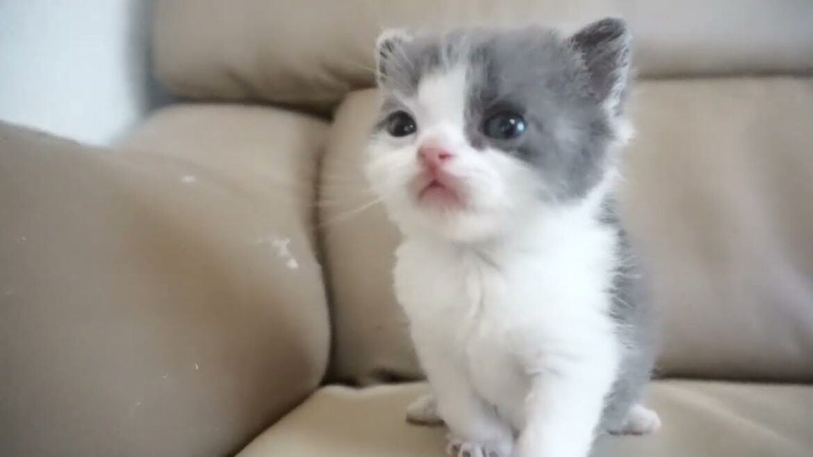 セルカークレックス子猫　2024.2.3産まれ 　ブルー＆ホワイト　　男の子　Selkirk Rex　シーダキャット猫のお店