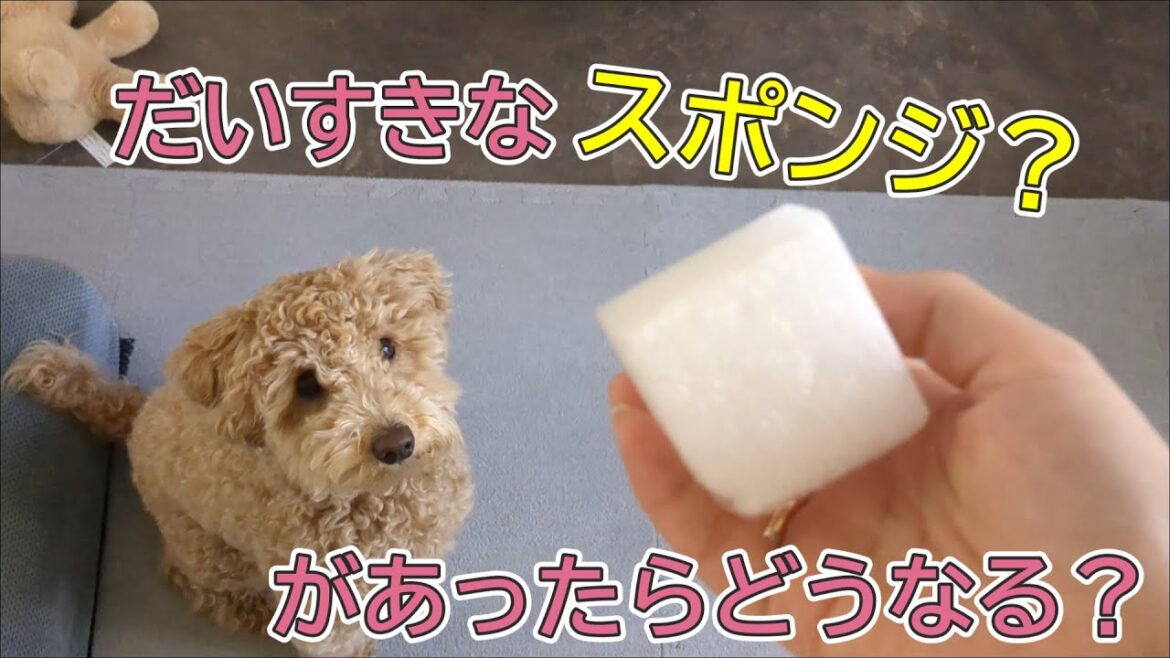 【犬見知りのトイプードル】日常の身の回りのモノを使って遊ぶおもしろ映像集