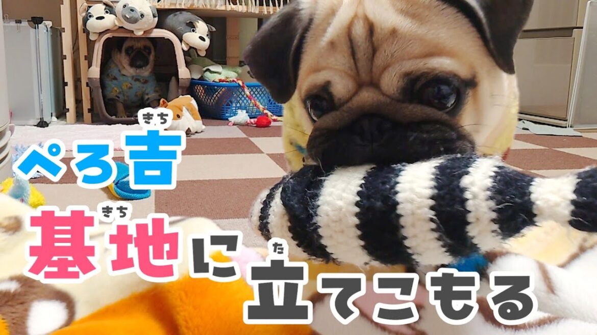 おもちゃで遊びまわる弟をキャリーの中で気配を消して見るお兄ちゃん|パグのぺろぽん兄弟pug犬| おもちゃで遊びまわる弟をキャリーの中で気配を消して見るお兄ちゃん|パグのぺろぽん兄弟pug犬|