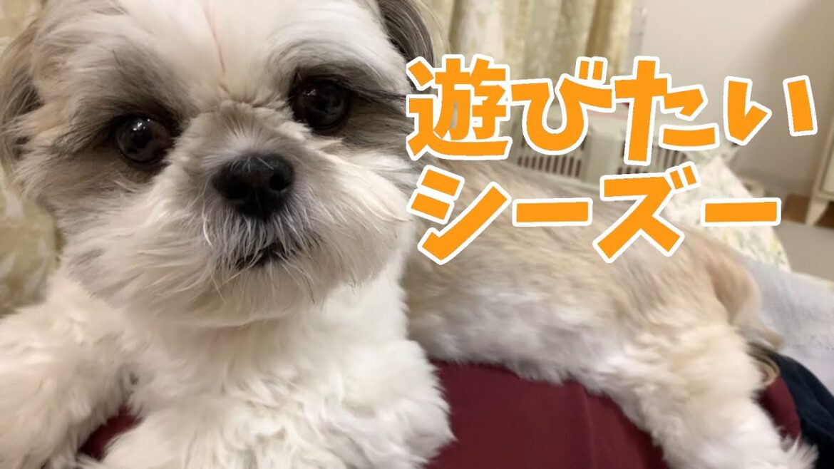 【シーズー】遊びたいニコくんのおねだりが可愛すぎた 【シーズー】遊びたいニコくんのおねだりが可愛すぎた