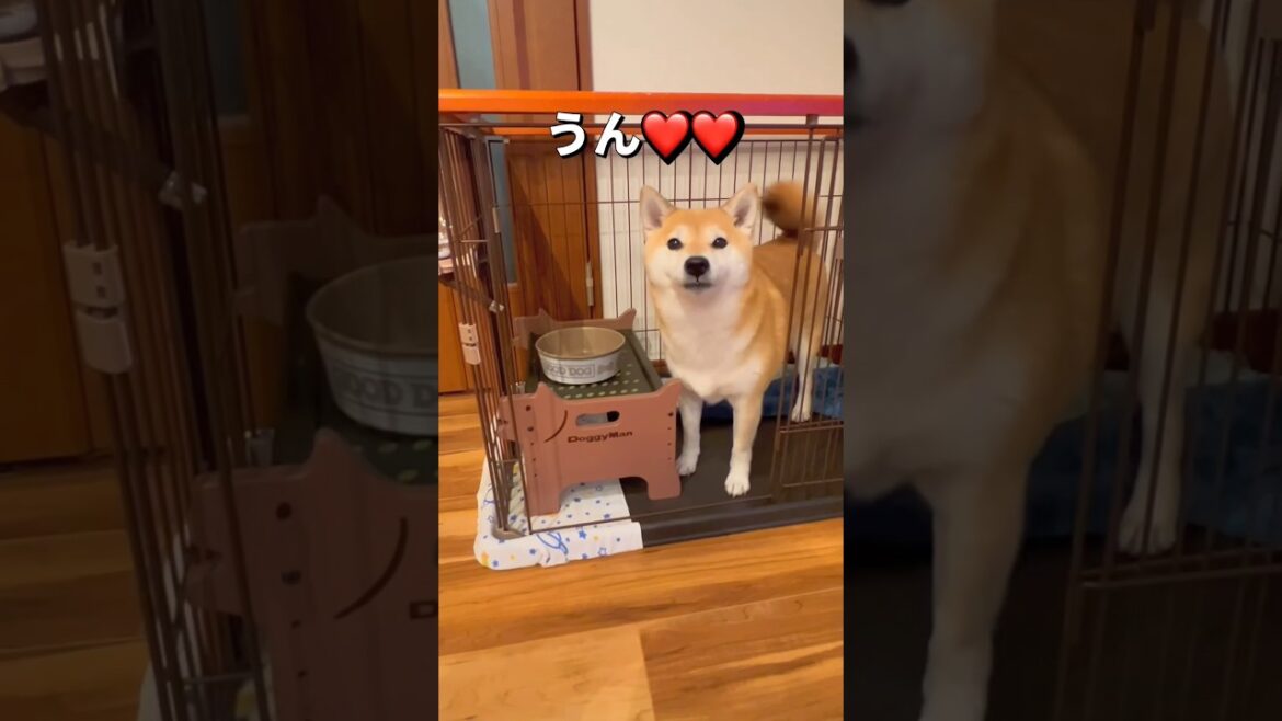 大興奮🐶🐶💨#柴犬　#チワワ　#shorts