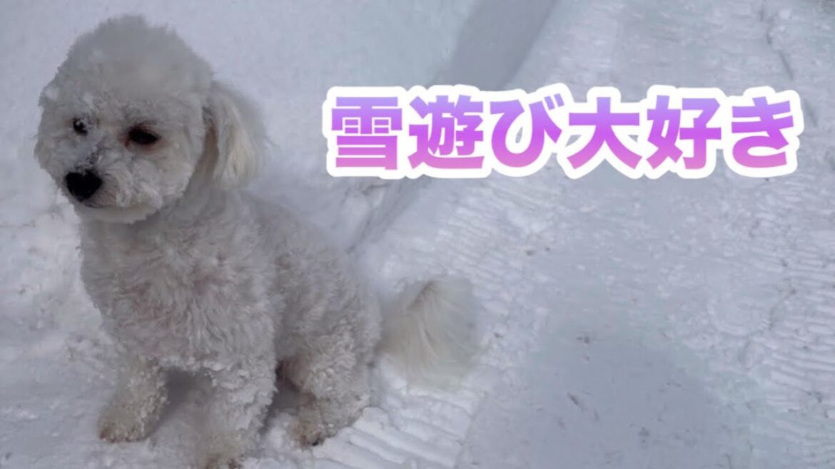 ふわふわの雪で遊ぶのが好きなビションフリーゼ