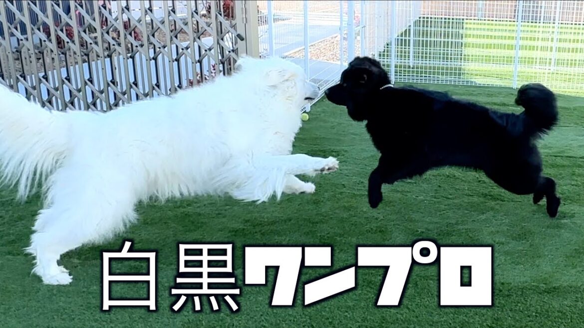 ニューファウンドランドとグレートピレニーズのワンプロは地面が揺れましたw ぴれちゃんねる４歳になりました