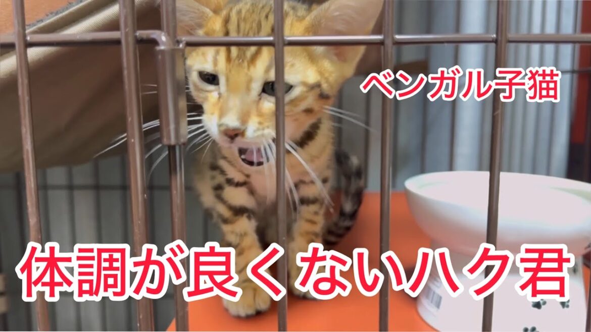 [ベンガル子猫]猫風邪⁉️#ベンガル#子猫#猫風邪