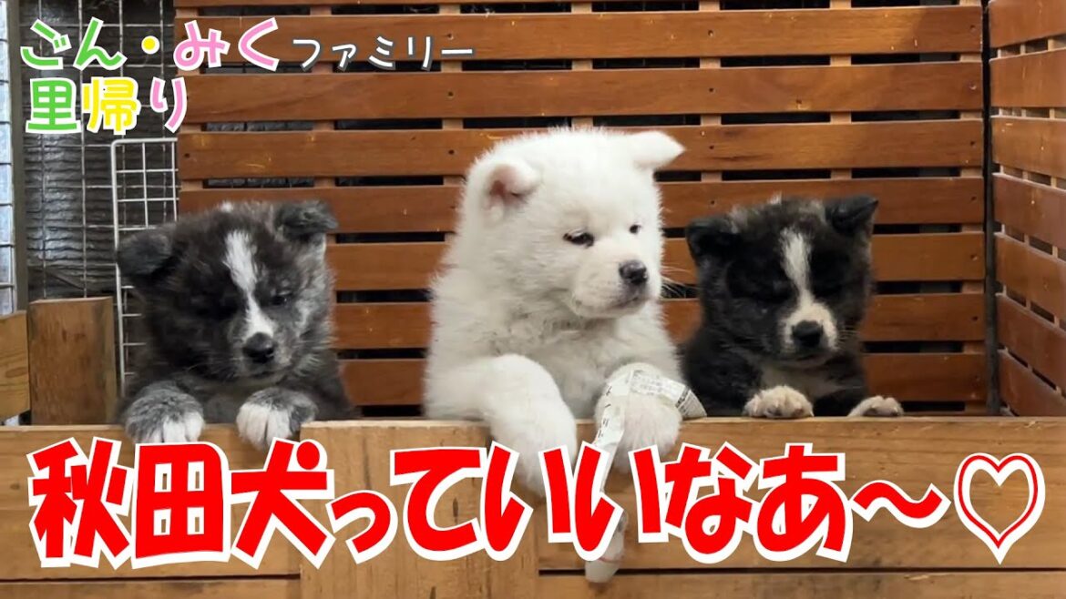 秋田犬っていいなあ～♡ ＆今日のYouTubeライブのお知らせ　ごん・みくファミリー里帰り♡　秋田犬【ごん・みく チャンネル】
