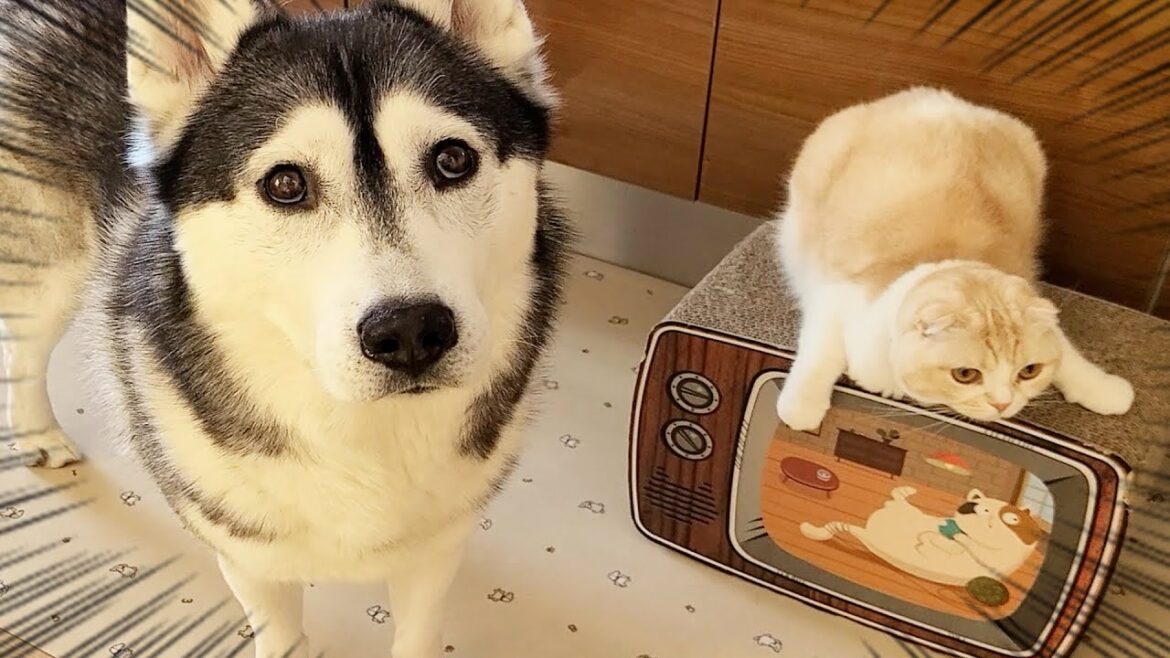 猫を厳しく叱ったら犬を連れて仕返しにきた...