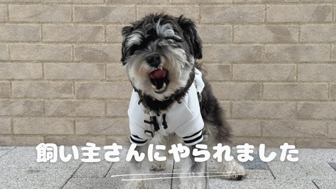 【朝寝坊】起きるの遅かったらお仕事置いて行かれたミニチュアシュナウザー🐾
