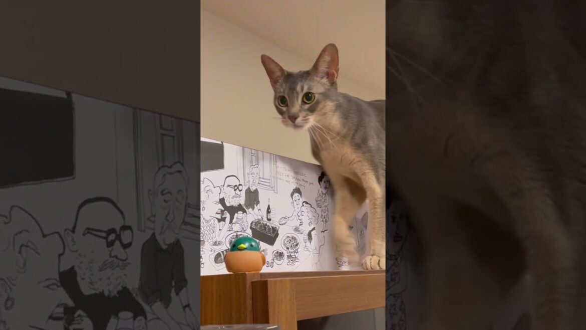 物を落とすことが趣味なうちの猫さん #shorts #猫 #アビシニアン