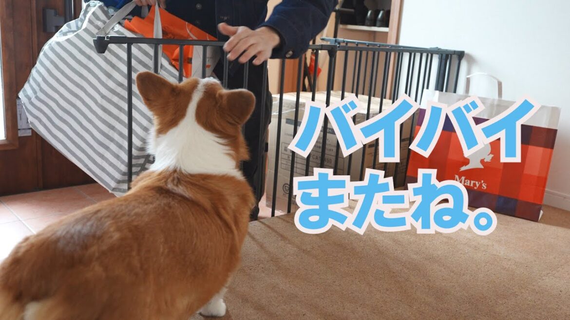 アパートに帰った長男の姿を必死に探す愛犬がせつない