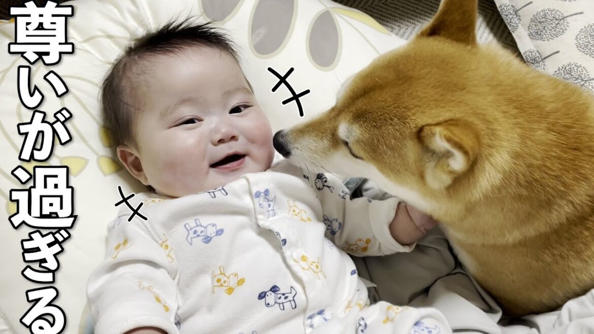 【尊い】柴犬と赤ちゃんの関係が愛おし過ぎて癒される