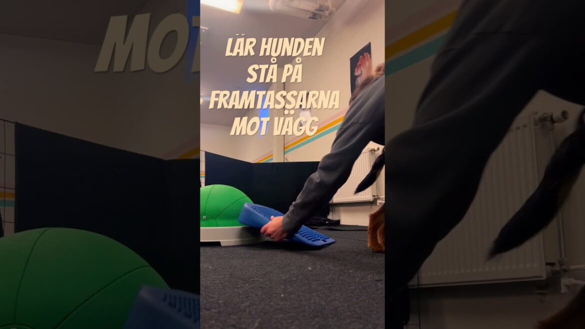 Stå på framtassar steg 1