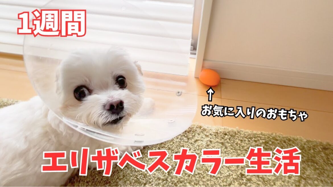 【悲報】おもちゃで遊べないことに気づきショックをうける犬〜その2〜