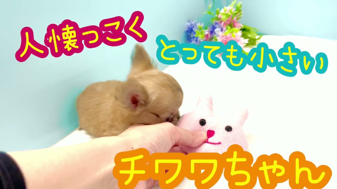 【ロングコートチワワ】生後62日の体重は328ｇ！極小チワワちゃん登場☆彡
